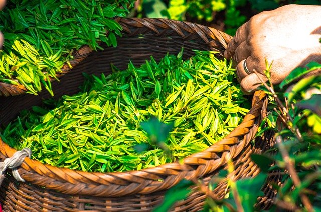 Fresh Green Tea Leaves